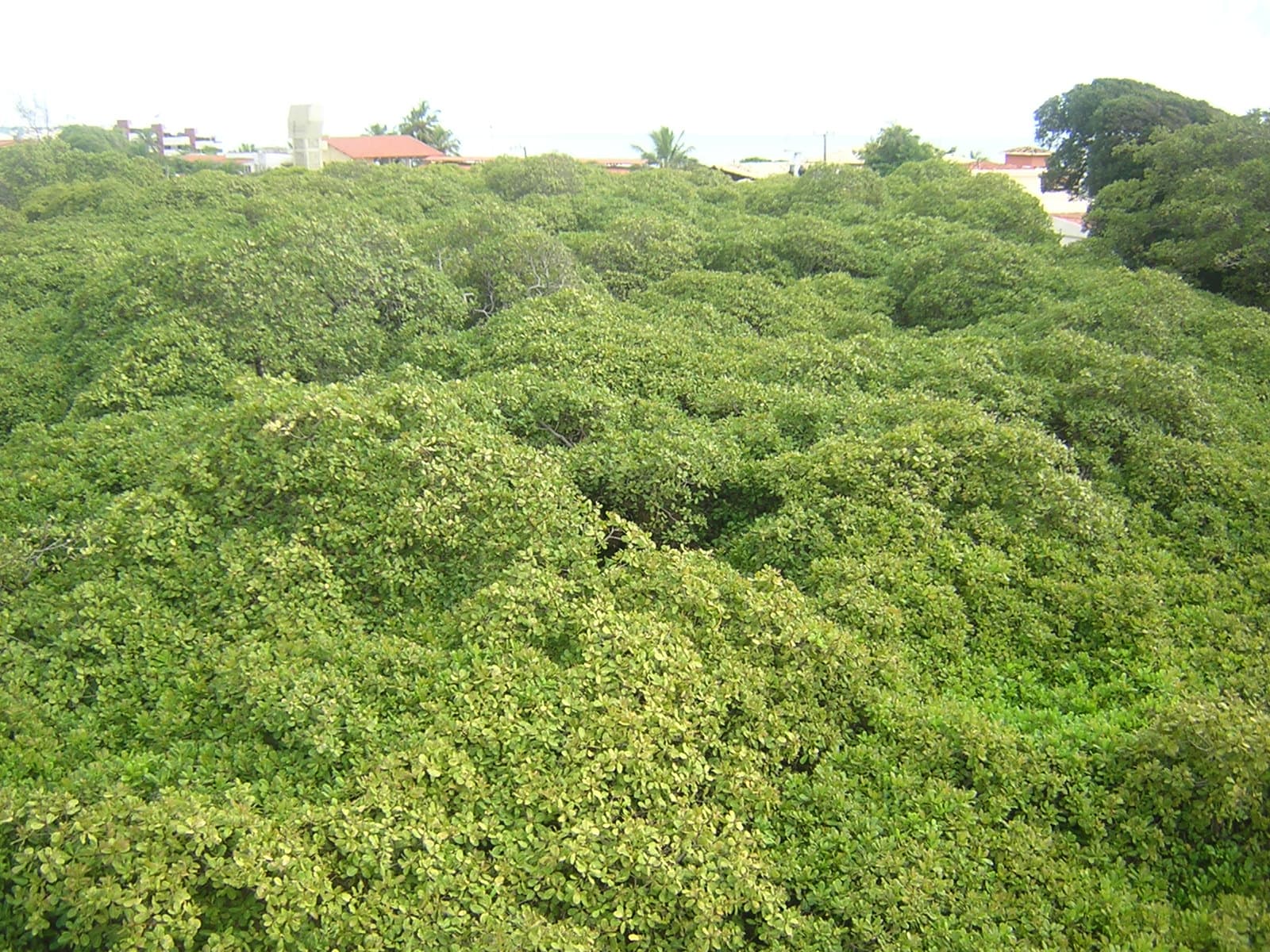Paisagem de Pirangi